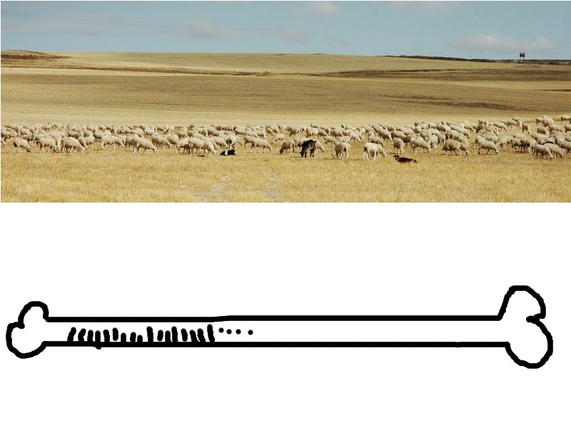 파일:Lambs2.jpg